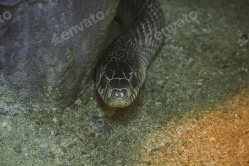 Preview: Ptyas mucosa on the floor