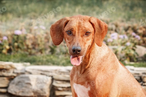 Preview: Rhodesian Ridgeback dog outdoor portrait