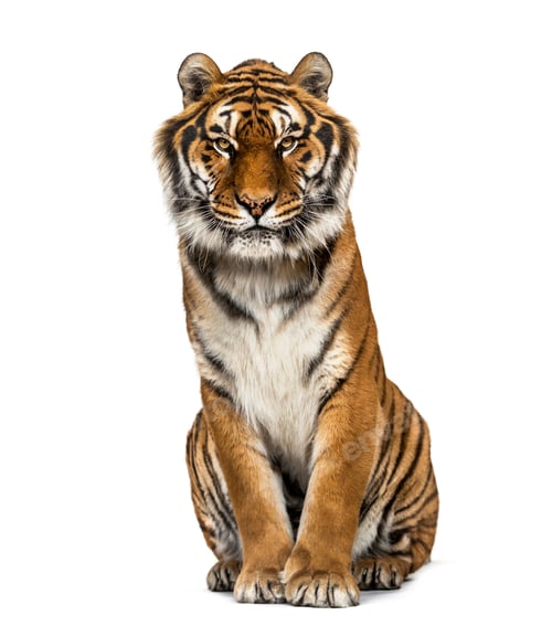 Preview: Tiger isolated