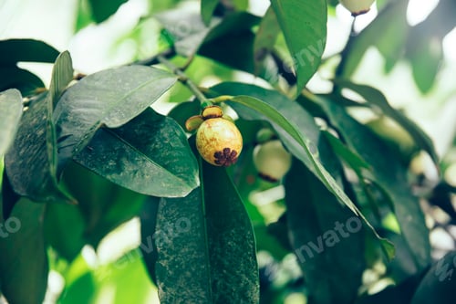 Preview: Mangosteen fruit tree at Bali island, Indonesia
