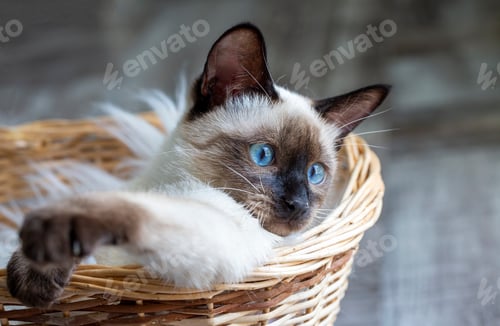 Preview: Cute kitten siamese cat indoor
