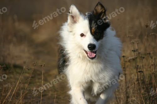Preview: Dog