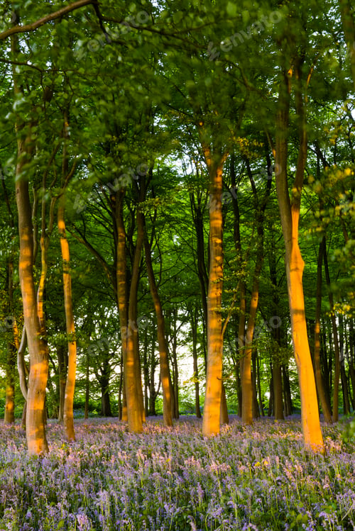 Preview: Bluebell woods in Spring, Oxford, Oxfordshire, England, United Kingdom, Europe