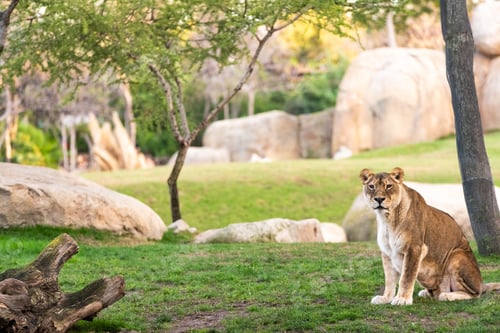 Preview: Lioness looking at camera calmly in a zoo.
