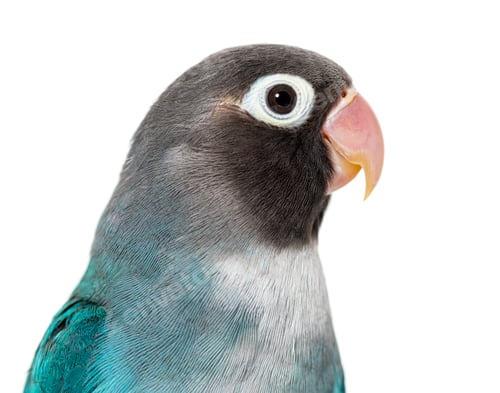 Vista previa: Close-up portrait of a Black Cheecked Lovebird – Agapornis Nigrigenis – Blue mutation