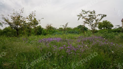 Preview: Beautiful natural garden