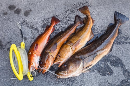 Preview: fresh Norwegian fish
