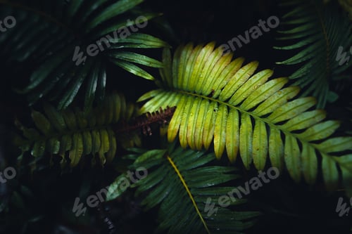 Preview: Dark fern leaves in the tropical rainy season