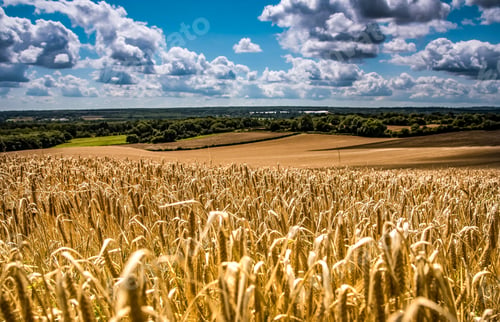 Preview: Scenic view of a wheat field in daylight under the clouds