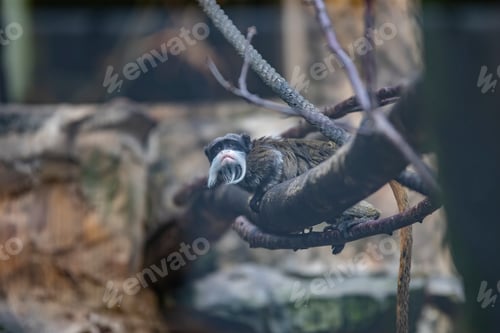 Preview: Shot of a tamarin hanging on a branch of a tree and looking straight at the camera in the