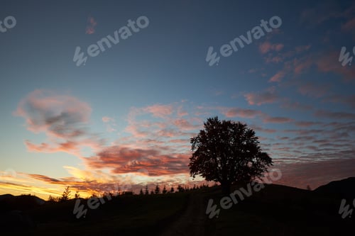 Preview: Solitary tree stands silhouette against sunset, with vibrant clouds scattered across sky.