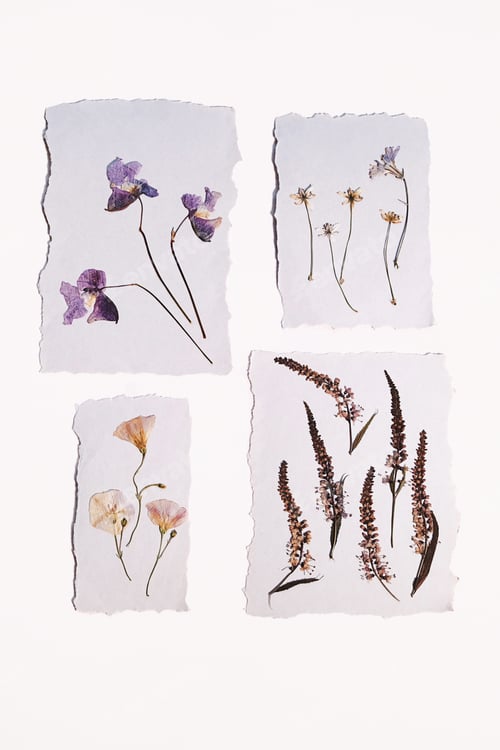 Preview: Pressed flower art collection on white torn paper for craft projects.