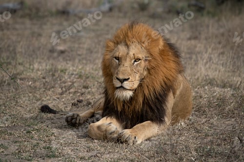 Preview: A male lion, Panthera leo, lies down, direct gaze.