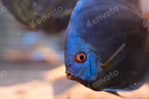 Vista previa: Blue discus fish in the aquarium