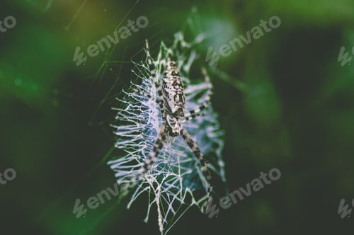 Preview: Spider in a Web