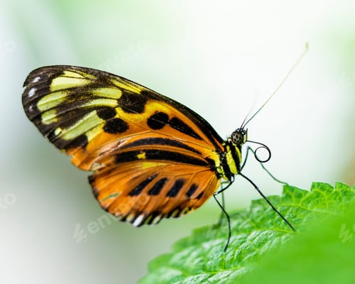 Preview: Close-up shot of a Tithorea butterfly perched atop a green leaf