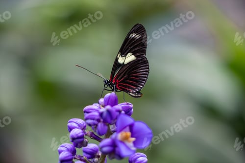 Preview: Closeup of Heliconius doris butterfly perched on a purple flower at the Mindo Butterfly Sanctuary