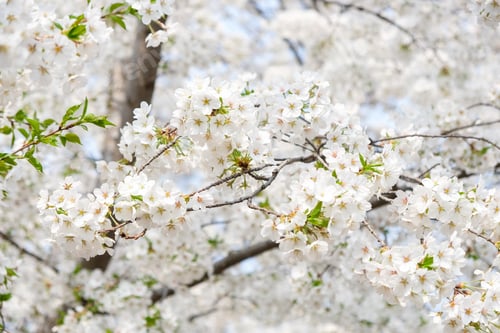Preview: Close up white sakura flower blossom on tree in spring seasonal,natural background