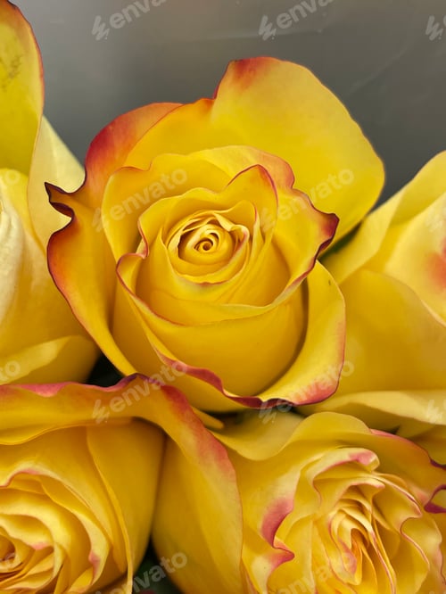 Preview: Roses