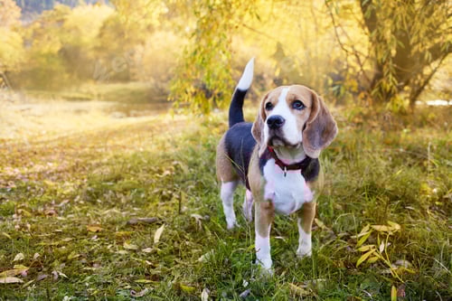 Preview: Autumn landscape. A beagle dog walks in a nature park on a sunny fall day