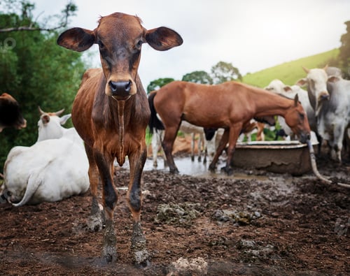 Preview: Someones horsing around. Full length shot of a herd of cattle on a dairy farm.