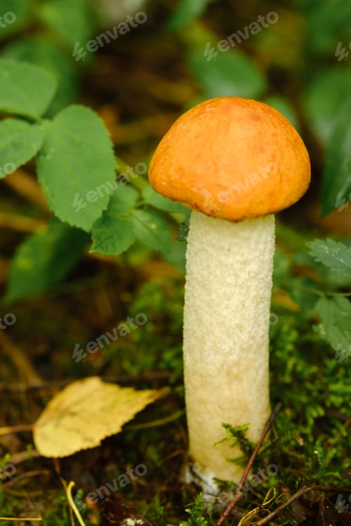 Preview: An edible aspen mushroom growing in the forest. Mushrooms in the forest. Mushroom picking