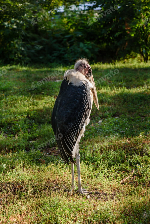 Preview: Marabou stork african bird standing up