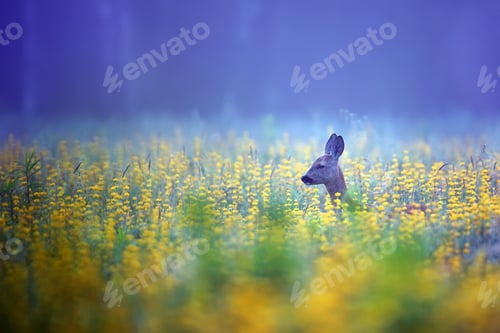 Preview: Roe deer in the morning mist