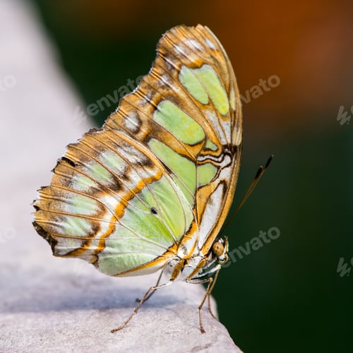 Preview: Siproeta Stelenes Butterfly