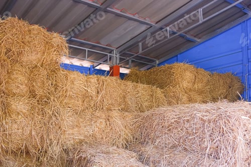 Preview: Group of straw bales inside of steel barn in livestock farm