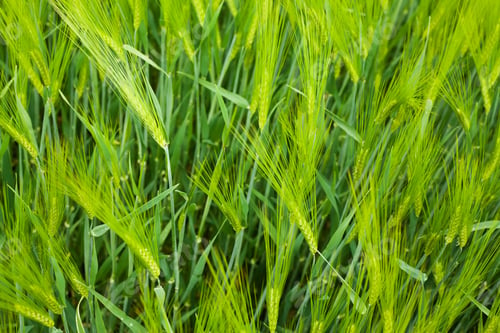 Preview: Wheat field closeup