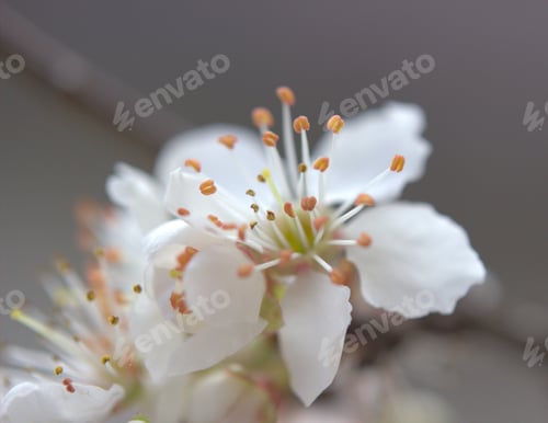 Preview: Early Spring: Macro shot of the internal composition of a flower with wide open stamens and pistil.