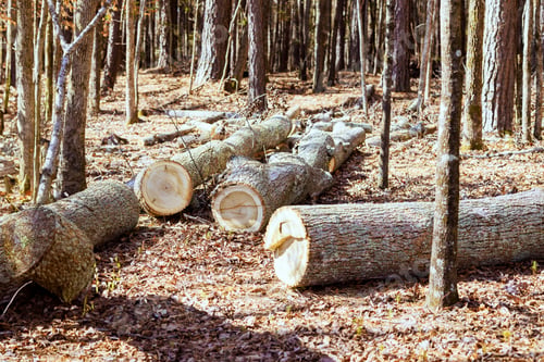 Preview: Tree logs are stacked in forest before being sent to a sawmill after being cut