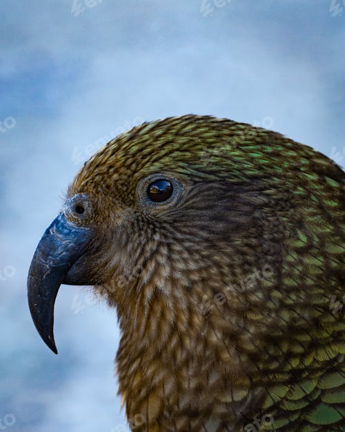 Preview: Closeup of a Kea parrot in New Zealand