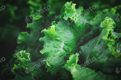 Preview: Closeup of rows of organic healthy green lettuce plants