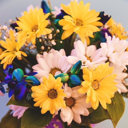 Preview: chrysanthemum bouquet on a blue background. Great decision for design