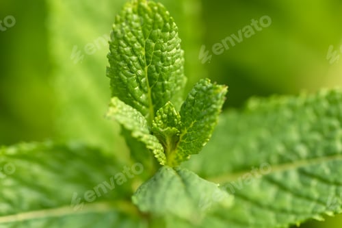 Preview: Mint plant grow at vegetable garden