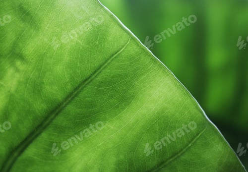 Preview: Macro shot of a green leaf