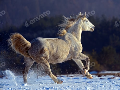 Preview: arabian, horse, mare, stallion, riding
