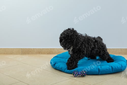 Preview: Concept of home pet, black toy poodle, space for text
