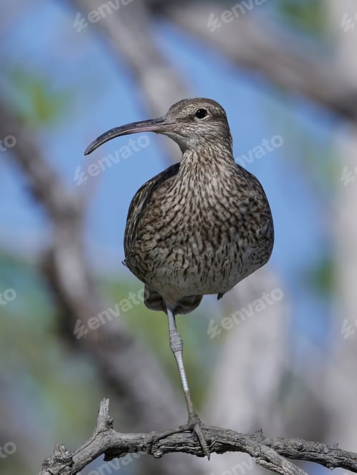 Preview: Whimbrel (Numenius phaeopus)