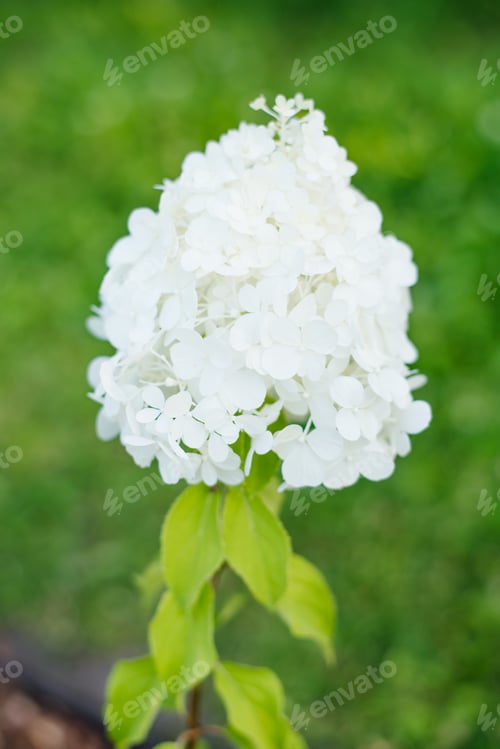 Preview: Blooming white hydrangea with cone shaped flowers
