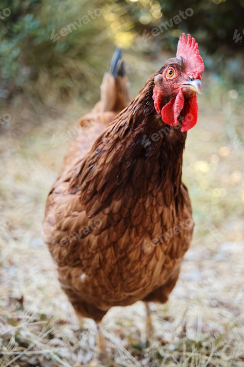 Preview: Closeup vertical of a Rhode Island Red hen in a yard.