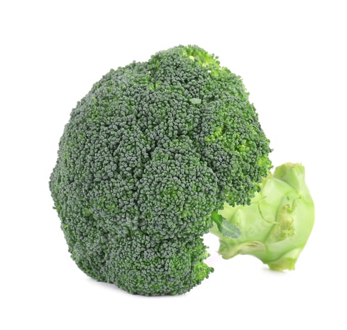 Fresh Green Broccoli on a White Background