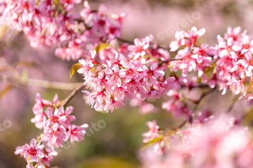 Preview: Wild Himalayan Cherry (Prunus cerasoides) or thai sakura flower