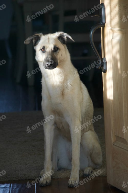 Preview: Sweet large breed dog sitting in the doorway with nice light and shadow