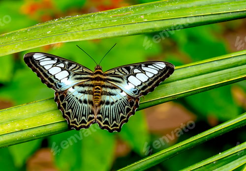 Preview: Close up view of multicolored butterfly with green black brown black and white pattern stay on leaf