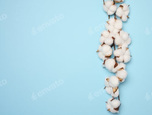 Preview: Cotton flower on a blue paper background, overhead. Minimalism flat lay composition