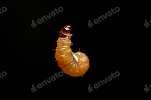 Preview: Macro shot of a larva isolated on a black background.