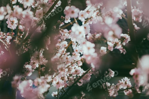 Preview: Almond blossom in springtime. Blooming almond tree with white and pink flowers.
